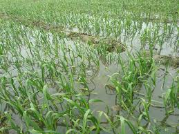 ऊधम सिंह नगर : ठण्ड में बारिश होने से किसानों के चेहरे खिले ! 