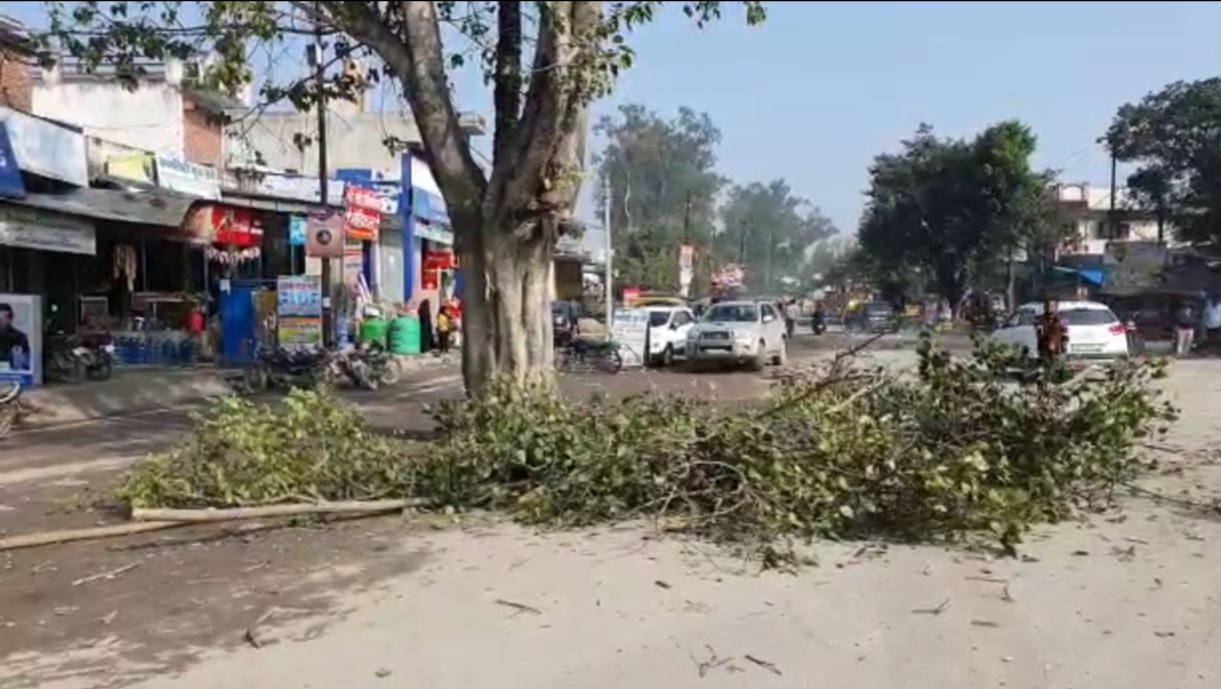 बाजपुर : सड़क चौड़ीकरण में आये पेड़ को किया जा रहा है रिप्लांटेशन !