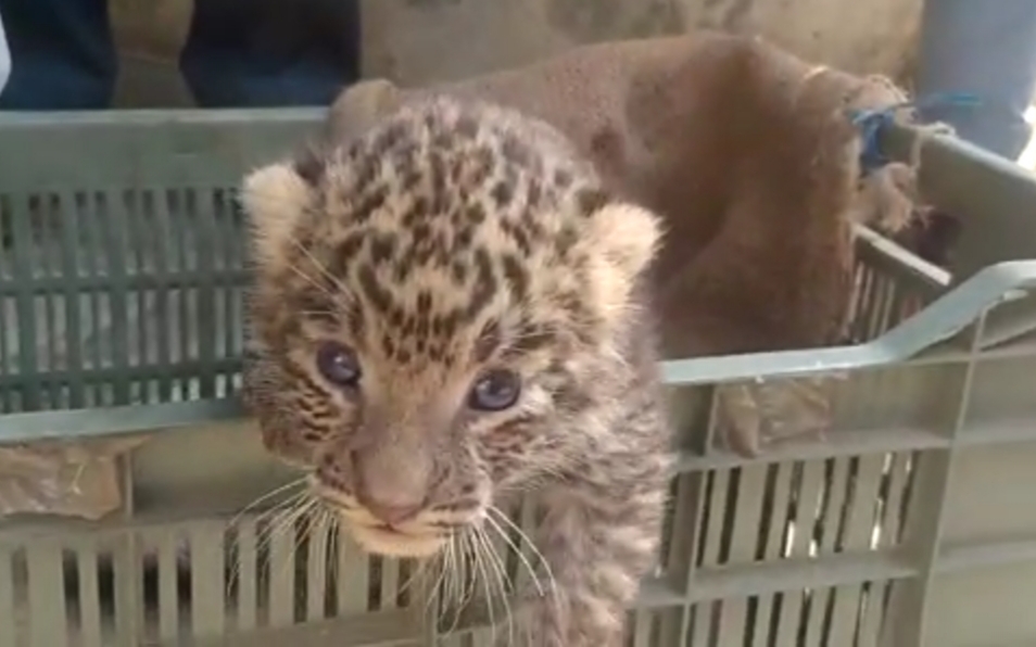 देखिये अपनी माँ से कैसे बिछड़ गया तेंदुए का शावक,अब क्या होगा ?