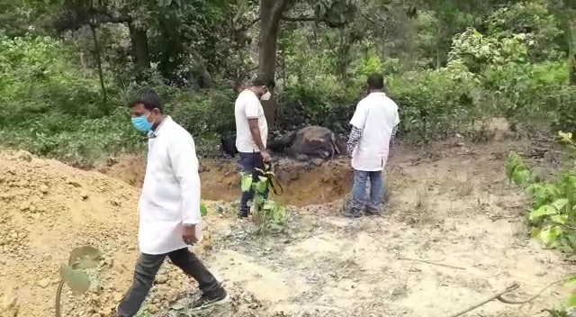 उत्तर प्रदेश की अमानगढ़ रेंज में हाथी का सड़ा गला शव मिला