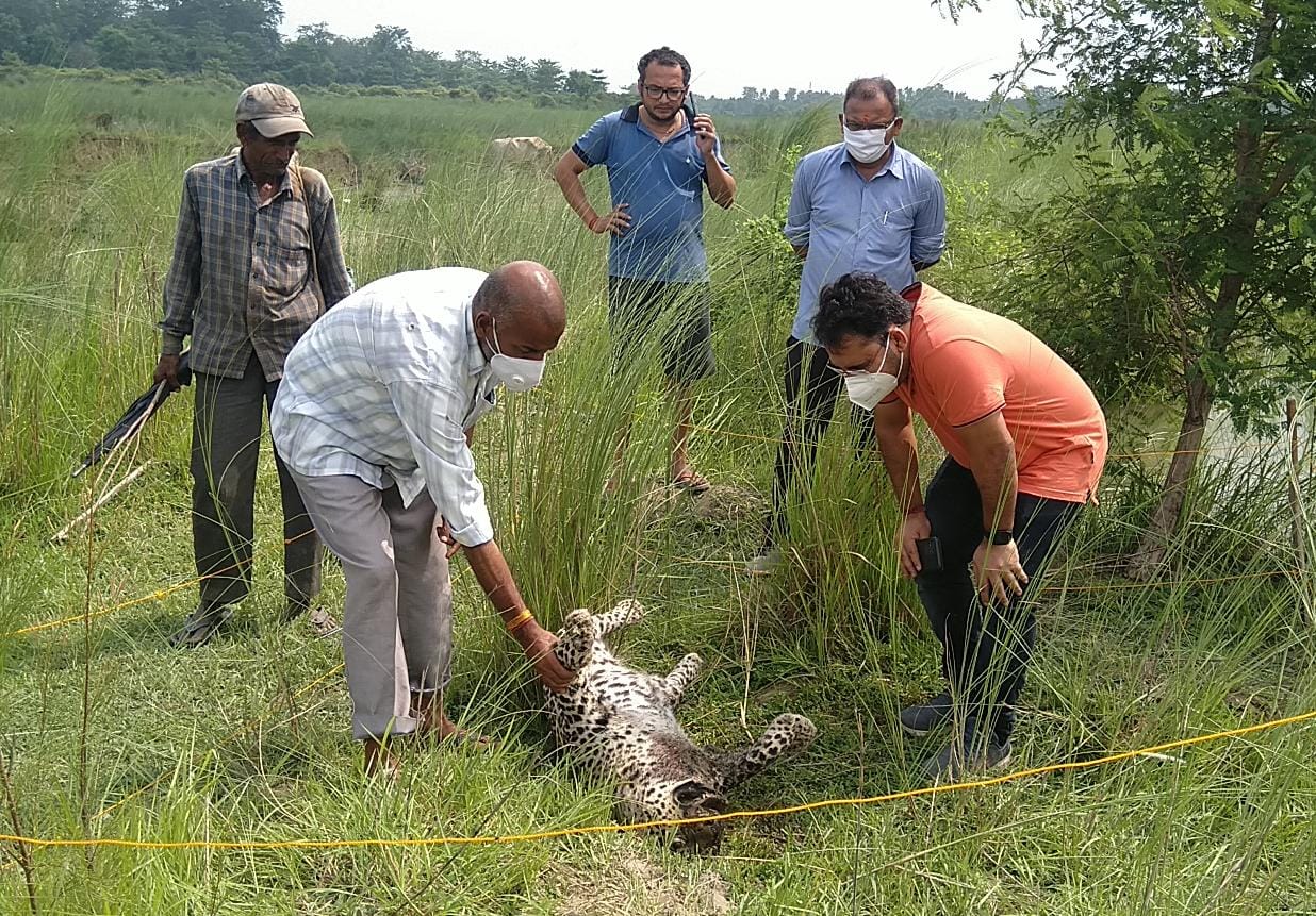 गोला तट पर मिले नर लैपर्ड के शव मिलने से शांतिपुरी क्षेत्र सनसनी 