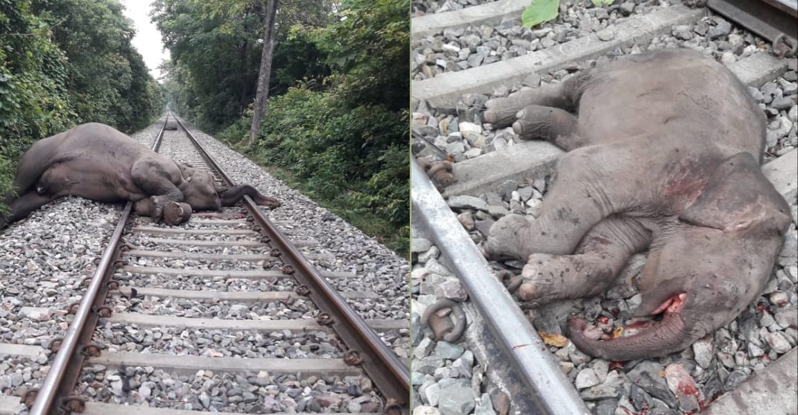 देखिये...कहाँ हाथी अपने बच्चे को बचाने के चक्कर में खुद की जान भी गवां बैठा