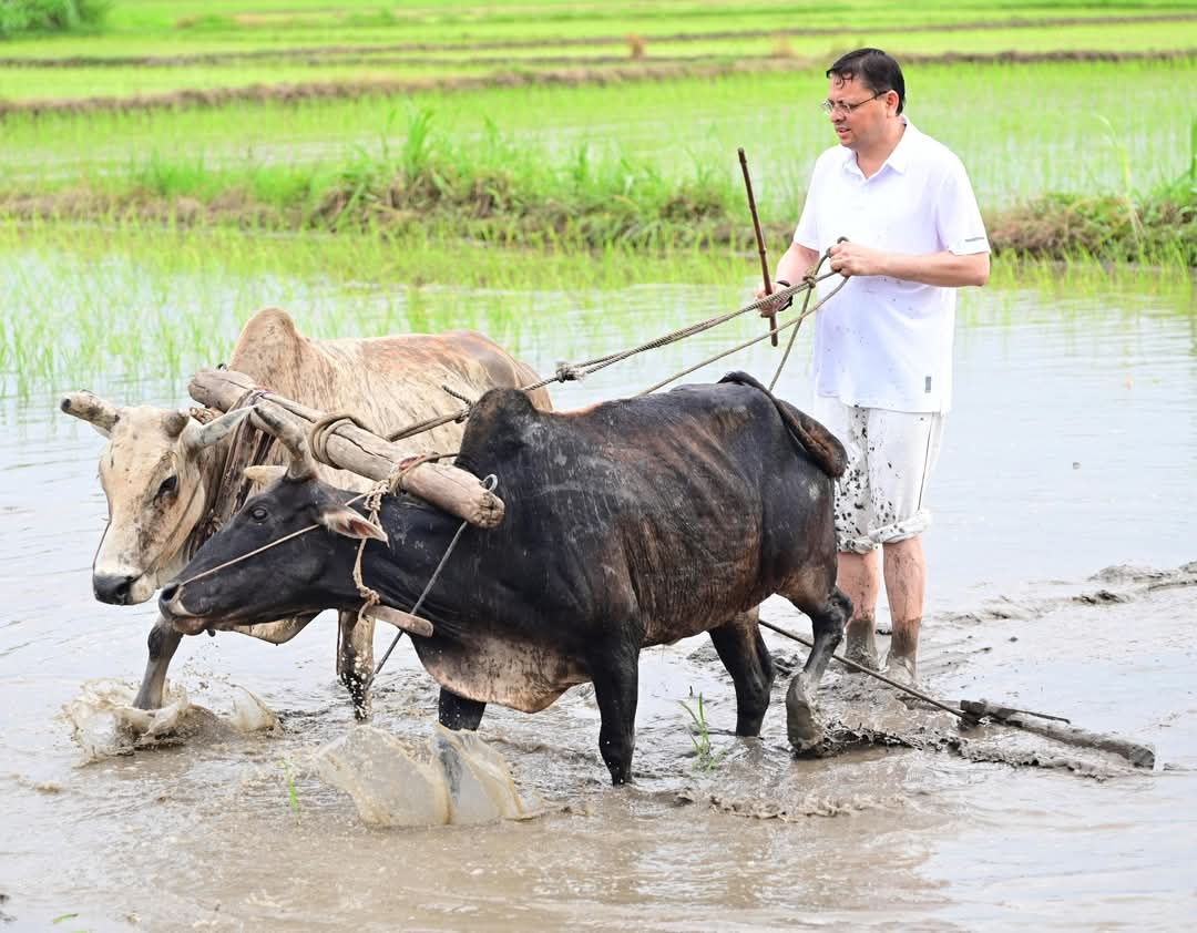 उत्तराखंड के मुख्यमंत्री पुष्कर सिंह धामी ने खटीमा में की धान रोपाई, किसानों के श्रम को किया नमन