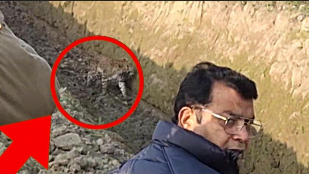 तेंदुए की दहशत खत्म: विधायक शिव अरोरा के निर्देश पर शुरू हुआ रेस्क्यू ऑपरेशन, कई घंटे बाद पकड़ा गया तेंदुआ