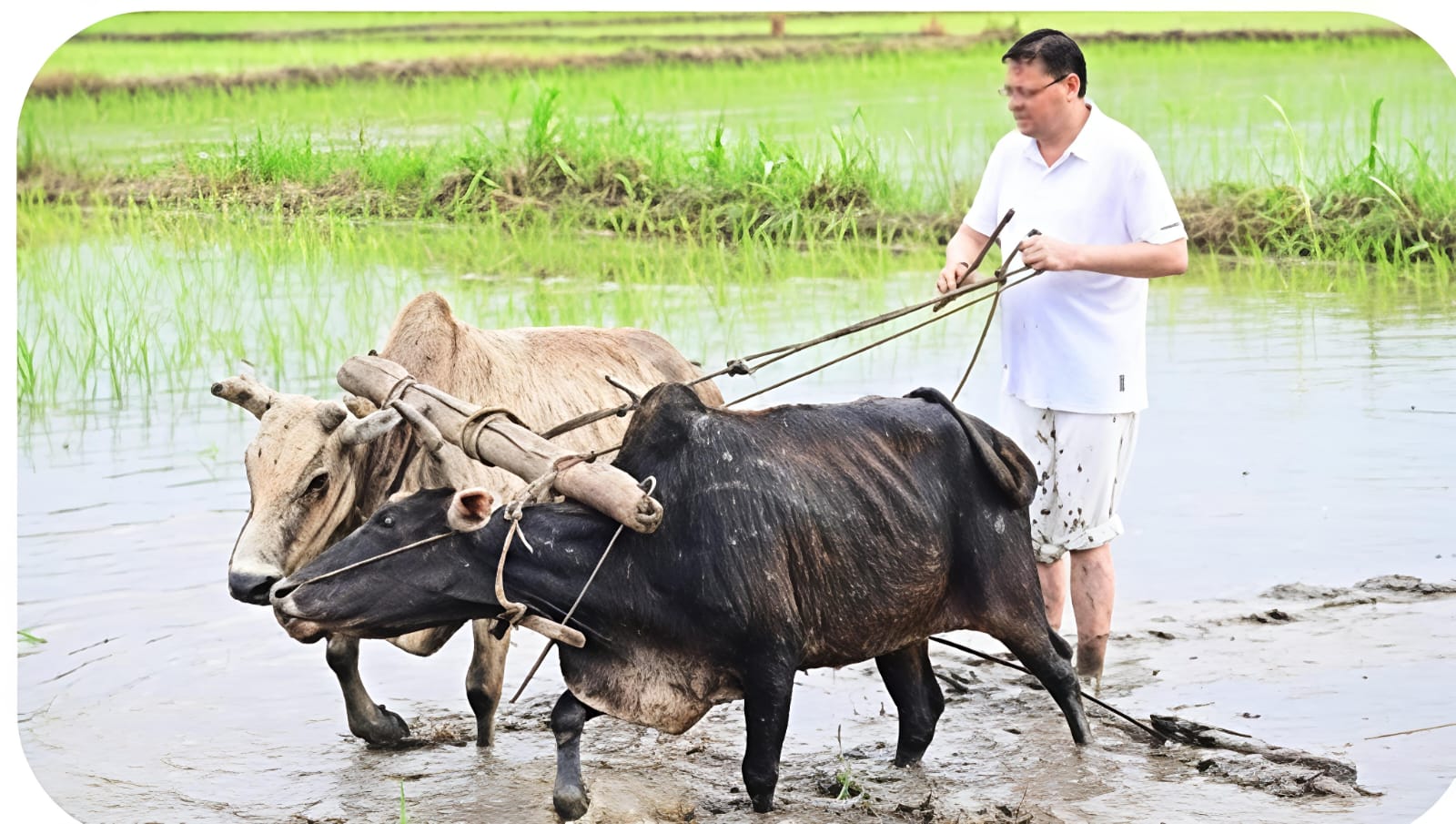 उत्तराखंड के मुख्यमंत्री पुष्कर सिंह धामी ने ग्रीष्मकालीन धान की खेती पर लगी रोक को समाप्त करने का किया ऐलान