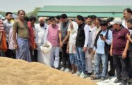किच्छा नई मंडी में गेहूं खरीद का शुभारंभ, 50 हजार मीट्रिक टन क्रय सीमा से किसानों को राहत